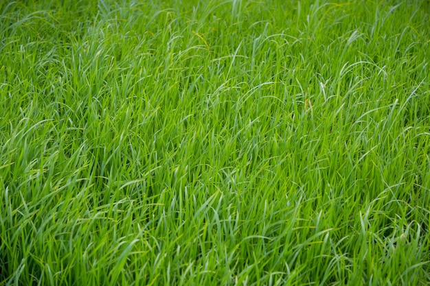 Close up of green rice field grow in paddy farm