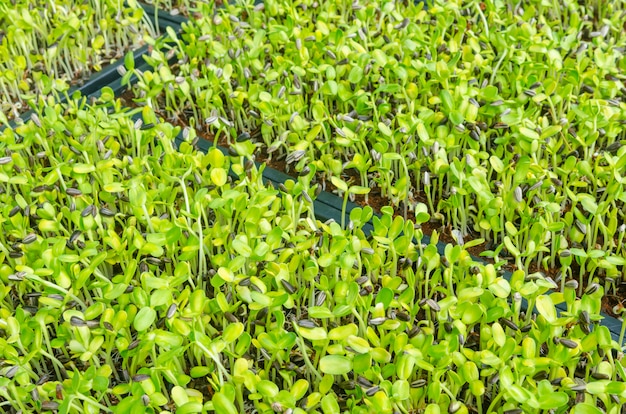 Close-up of green seedling growing out of soil