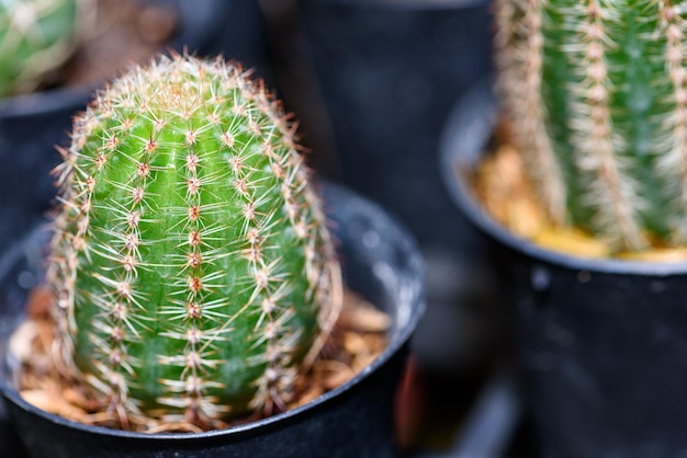 Close up green small Cactaceae or cactus plant in a pot beautiful nature of the exotic desert tree is an ornamental plant