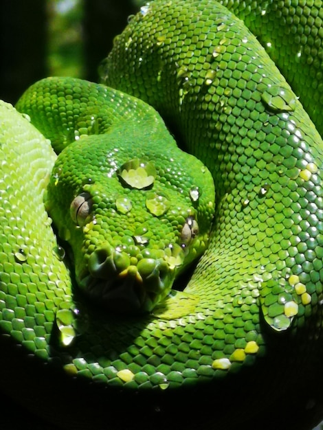 Close-up of green snake