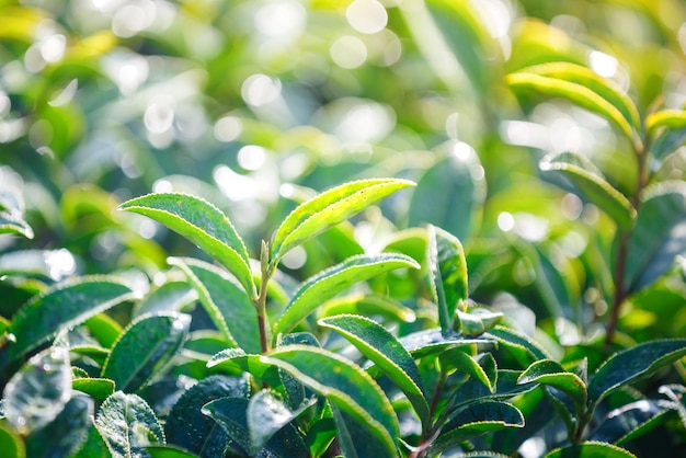 Close up Green Tea Leaves shoots in a tea plantation  nature background