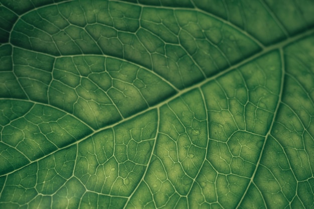 Close up green texture background Cropped shot of green leaf textured Abstract nature background p