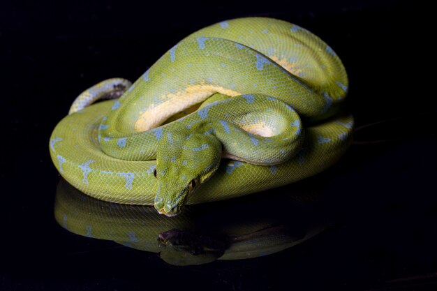 Close-up of a Green tree python