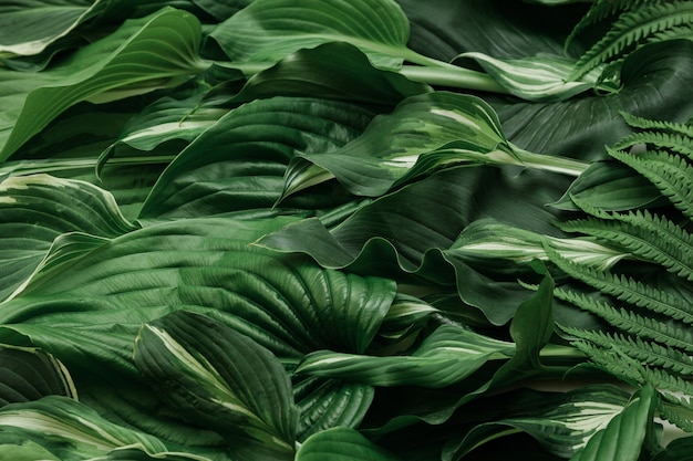 Close-up of green tropical leaves