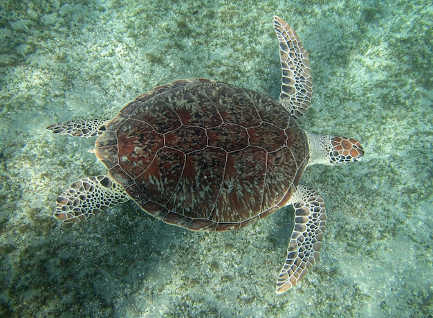 Close up on Green Turtle Called Chelonia Mydas