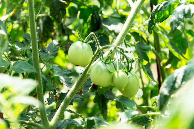 Close up of green unripe tomatoes growing on the plant in the vegetable garden