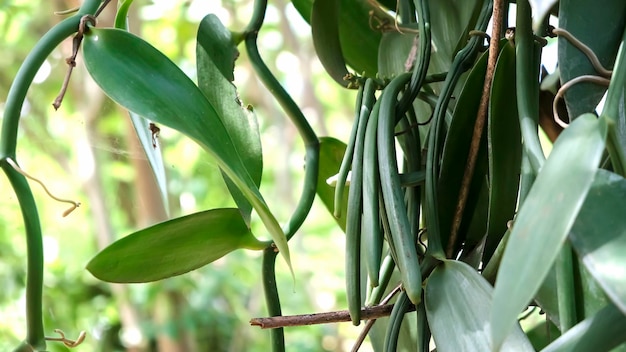 Close up of green Vanilla bean pods on plantation Plantation in Zanzibar Africa Shallow depth of field