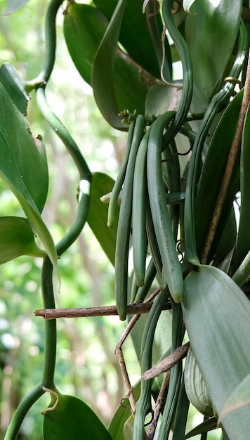 Close up of green Vanilla bean pods on plantation Plantation in Zanzibar Africa Shallow depth of field