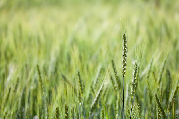 Close up green wheat field