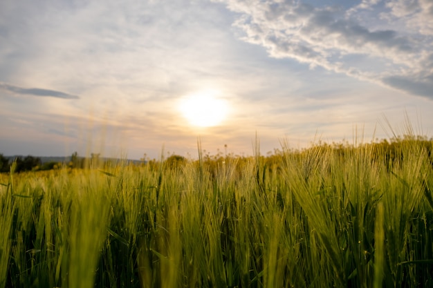 Close up of green wheat heads growing in agricultural field