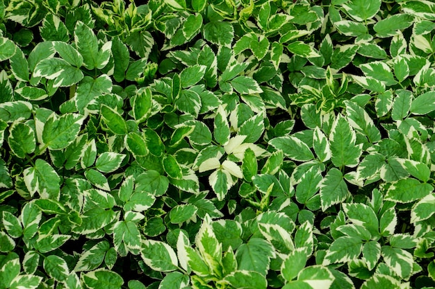 Close up of green and white plant leaves