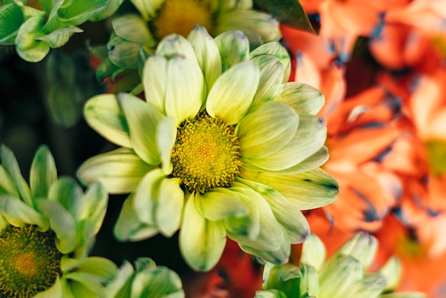 Close-up green yellow daisy flower.