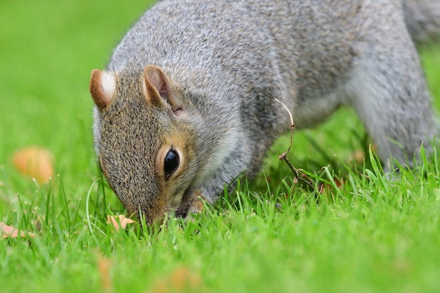 Close-up of a grey squirrel digging