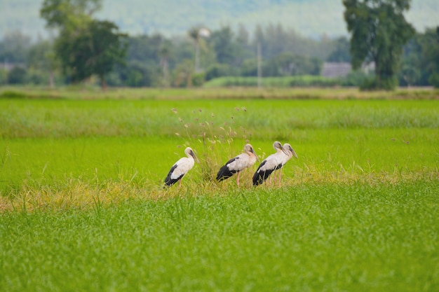 Close up of group beaked bird with rice fields