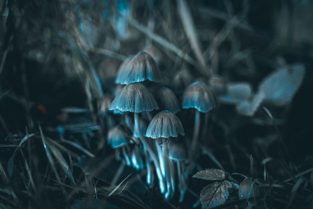 A close up of a group of blue mushrooms in a dark background