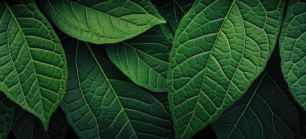 a close up of a group of green leaves