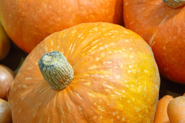 Close up of a group of mini pumpkins forming a complete background