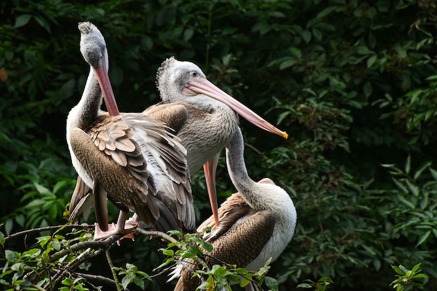 Close up group of several grey pelicans sitting resting on tree, low angle side view