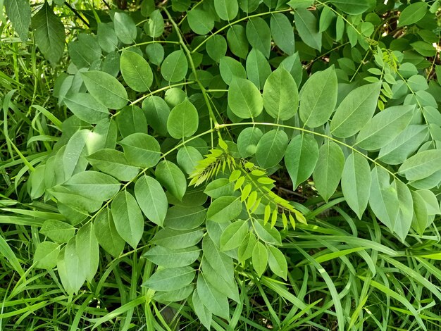 Close up of grow stick plant