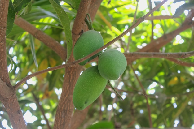 Close up of growing Mangos Hanging on Mango Tree Mangifera indica Fresh Fruits on the tree