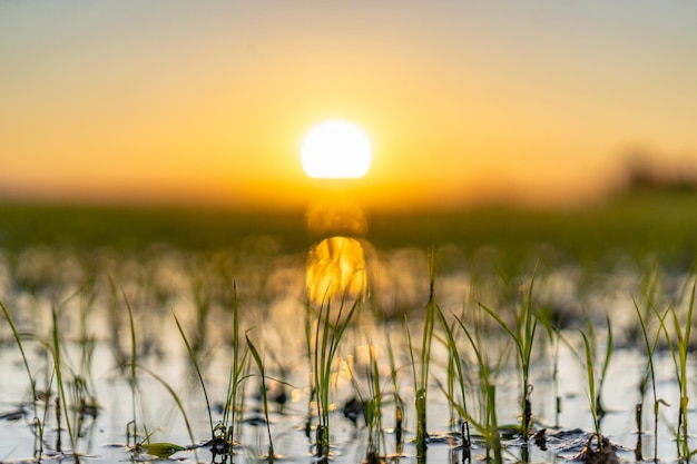 Close up of growing rice fields during sunset in the Albufera natural park, Valencia, Spain.