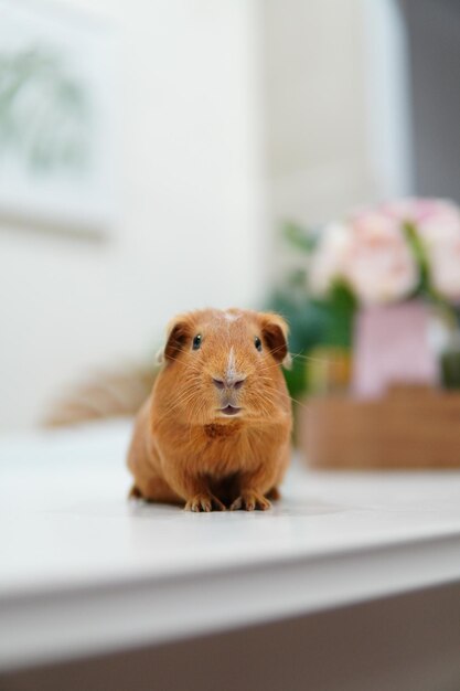 Photo close-up of a guinea pig at home