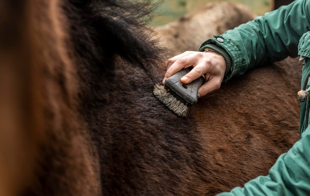 Close-up hand brushing horse  outdoors