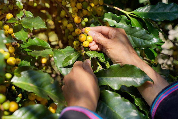 Close Up hand of farmers picking branch of arabicas Coffee Tree on Coffee tree at Nan Province Northern Thailand,Coffee bean Single origin words class specialty.