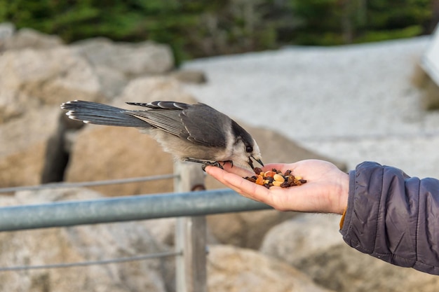 Photo close-up of hand feeding bird