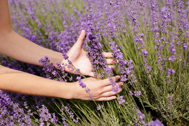 Close up on hand of happy young woman in white dress on blooming fragrant lavender fields