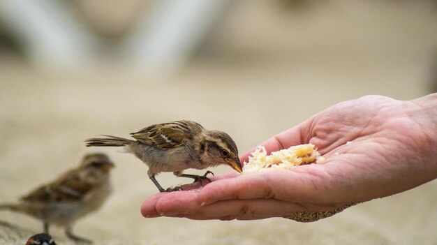 Photo close-up of hand holding bird