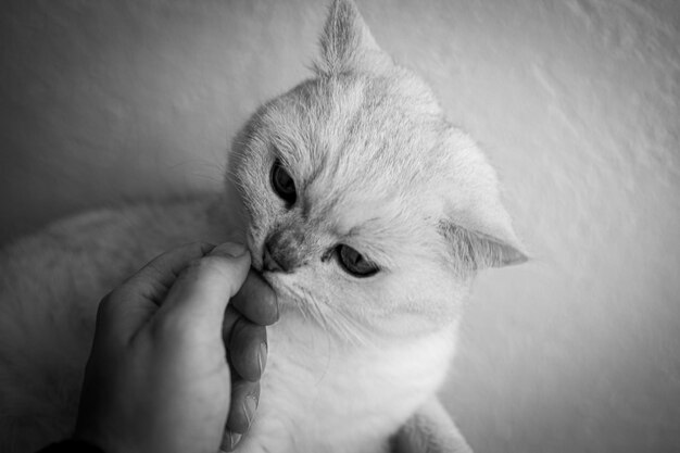 Photo close-up of hand holding cat