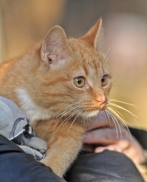 Photo close-up of hand holding cat