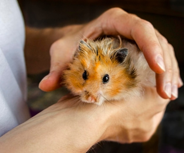 Photo close-up of hand holding ginger syrian hamster