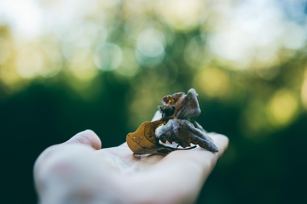 Photo close-up of hand holding insect on leaf