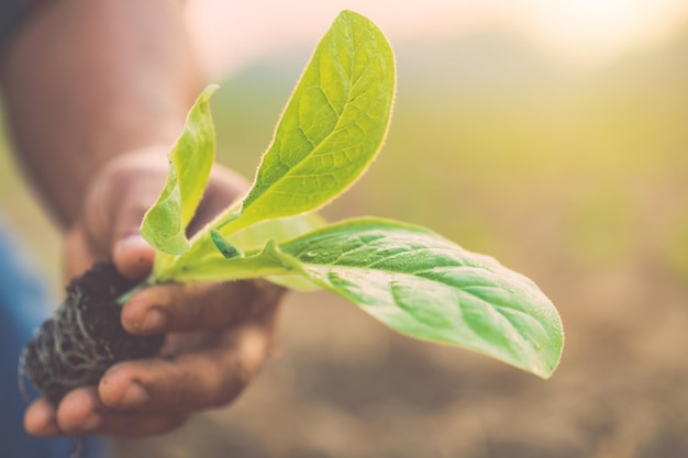 Photo close-up of hand holding leaf