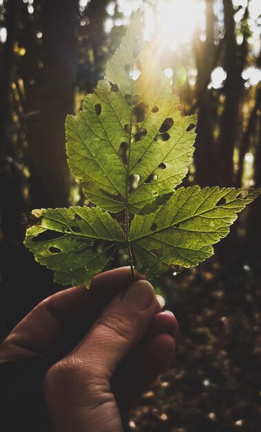 Close-up of hand holding leaves