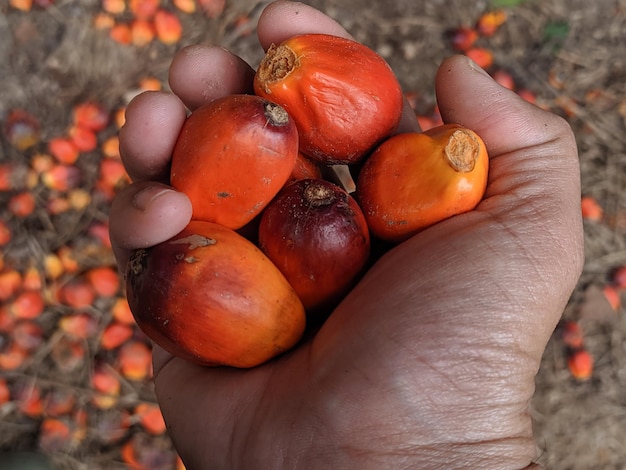 Photo close-up of hand holding palm oil fruit