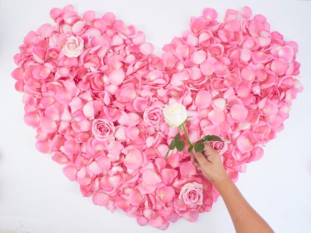 Photo close-up of hand holding pink flowers against white background