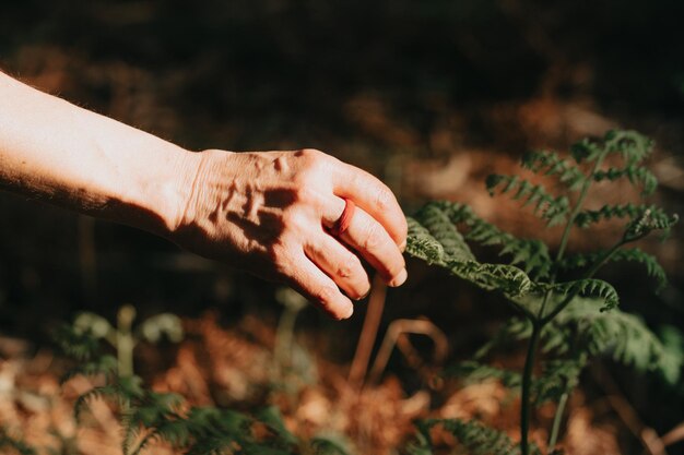 Close-up of hand holding plant