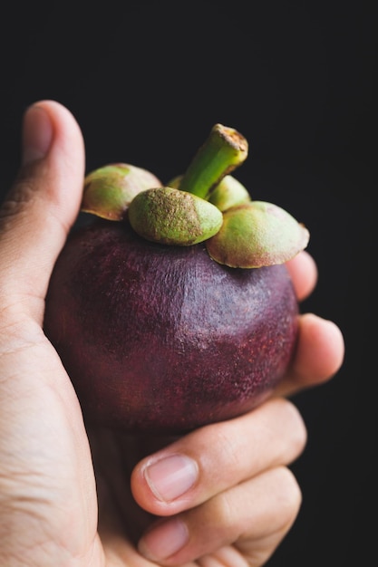 Photo close-up of hand holding purple mangosteen