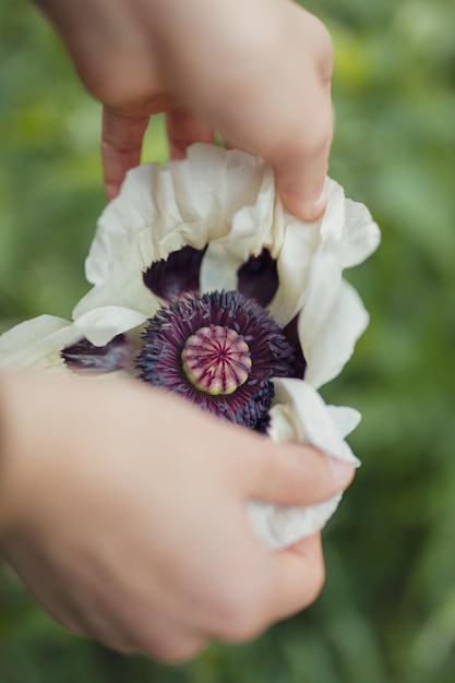 Close-up of hand holding rose flower