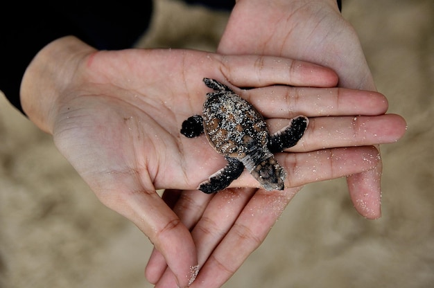 Photo close-up of hand holding turtle