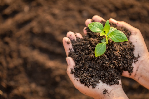 Close up hand holding young green tree sprout and planting in soil