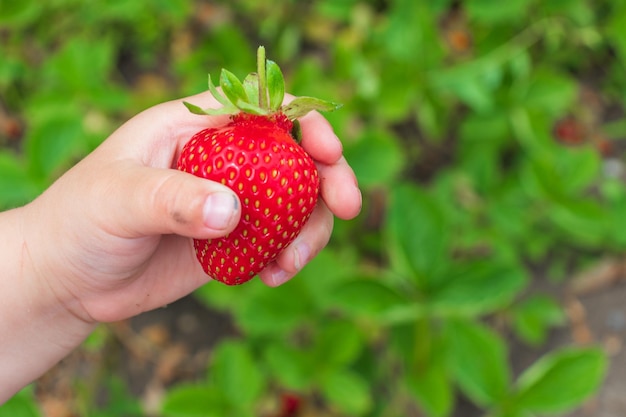 Close up of hand picking strawberry in the garden Closeup of cropped hand holding strawberry at yard