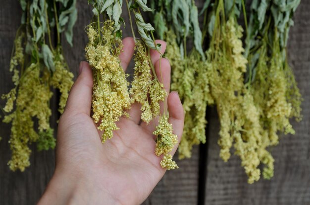 Photo close-up of hand touching plants