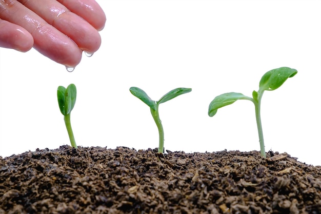 Close-up of hand watering plant against white background