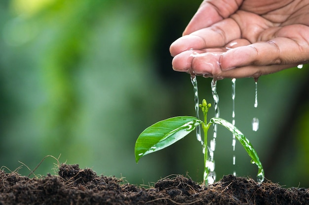 Close-up of hand watering plant