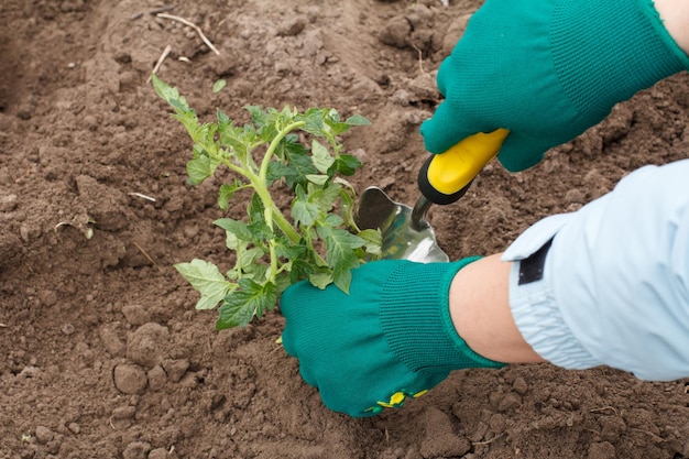 Close up hands of female gardener in gloves planting a tomato seedling in a soil of a garden bed