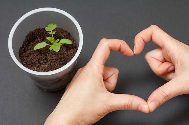 Close up hands of a female gardener and a plastic can with young tomato seedling in a soil Top view